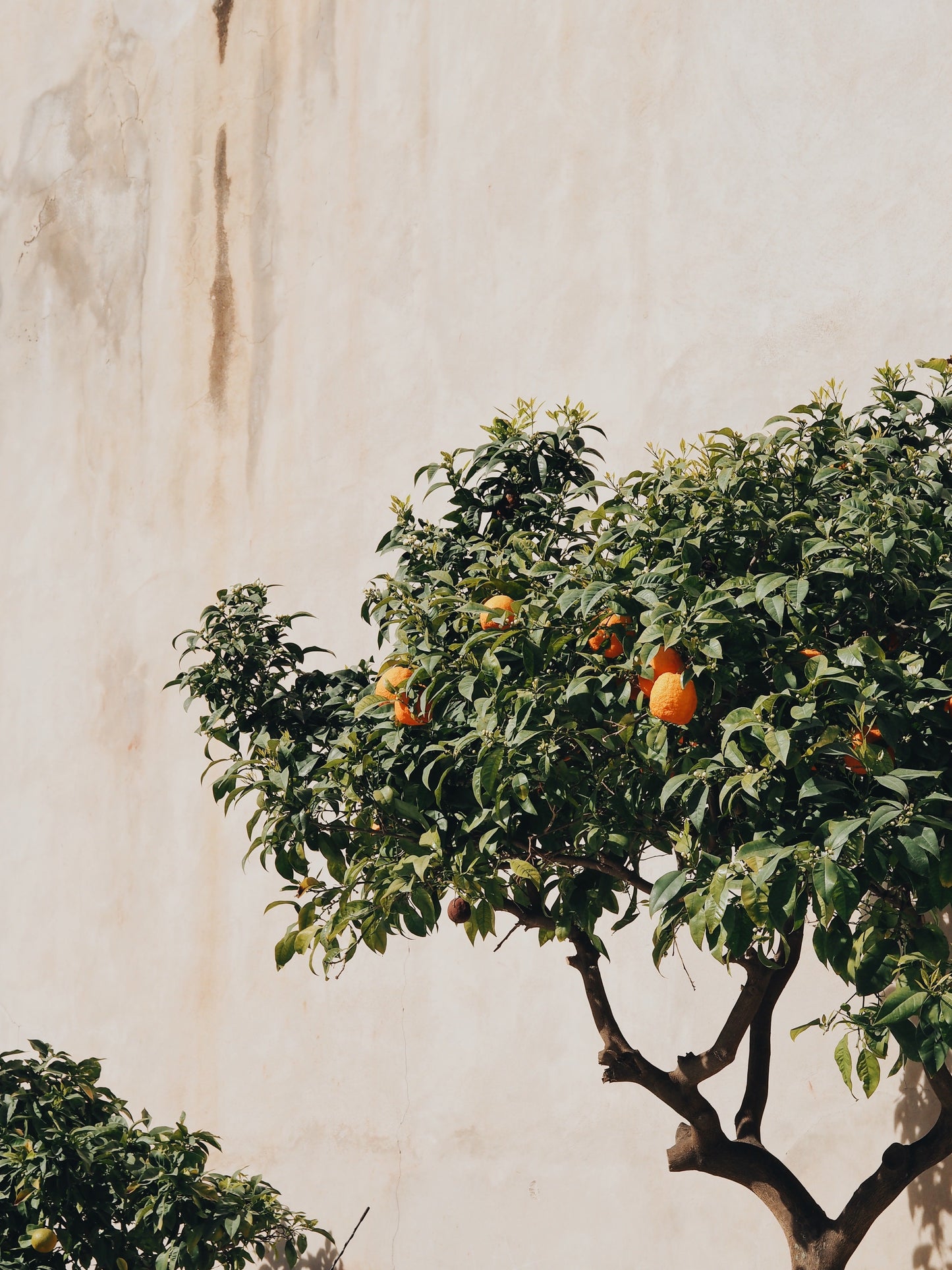 An Ode To The Orange Tree & All Its Useful Parts