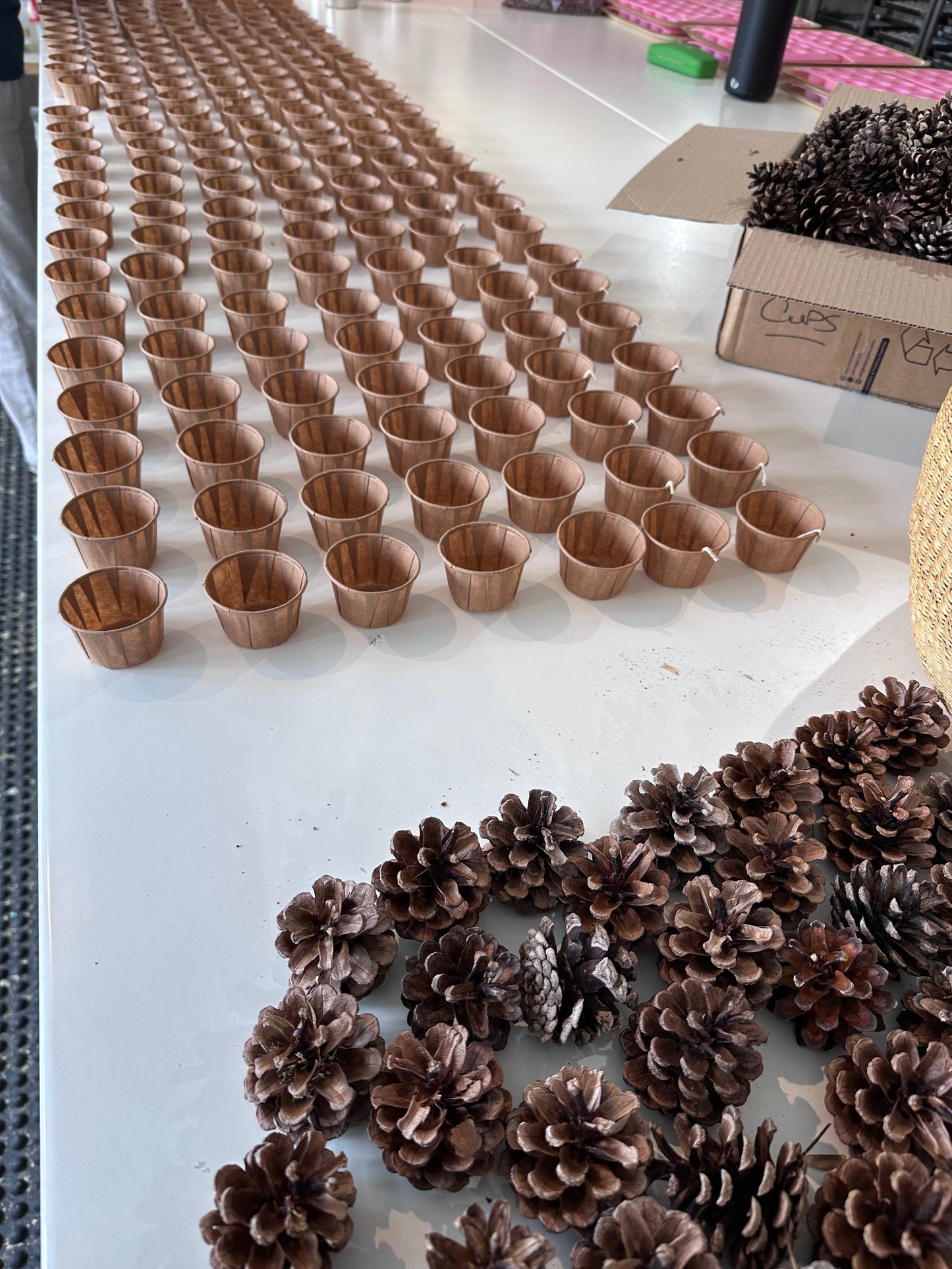 Bring us your pinecones and earn £2.50 store credit per kilo