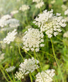 Herboo Flower Seeds - The Botanical Candle Co.