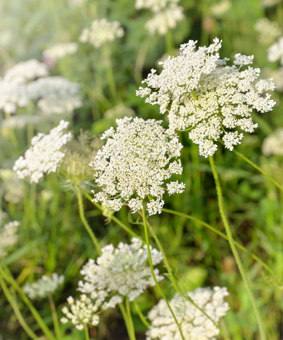 Herboo Flower Seeds - The Botanical Candle Co.