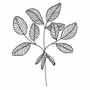 The Botanical Candle Co. logo