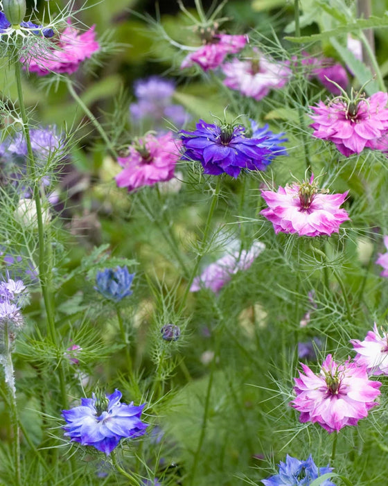 Herboo Flower Seeds - The Botanical Candle Co.
