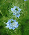 Herboo Flower Seeds - The Botanical Candle Co.