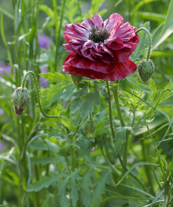 Herboo Flower Seeds - The Botanical Candle Co.