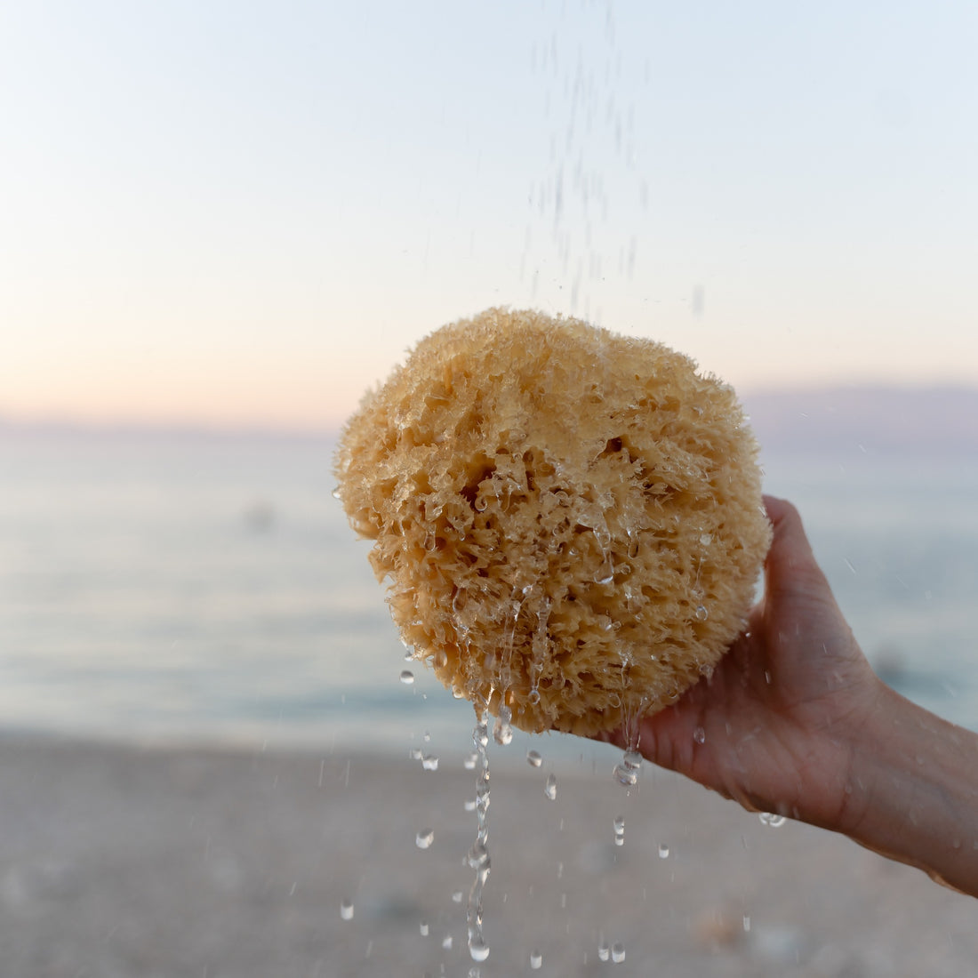 Natural Sea Sponges – The Botanical Candle Co.